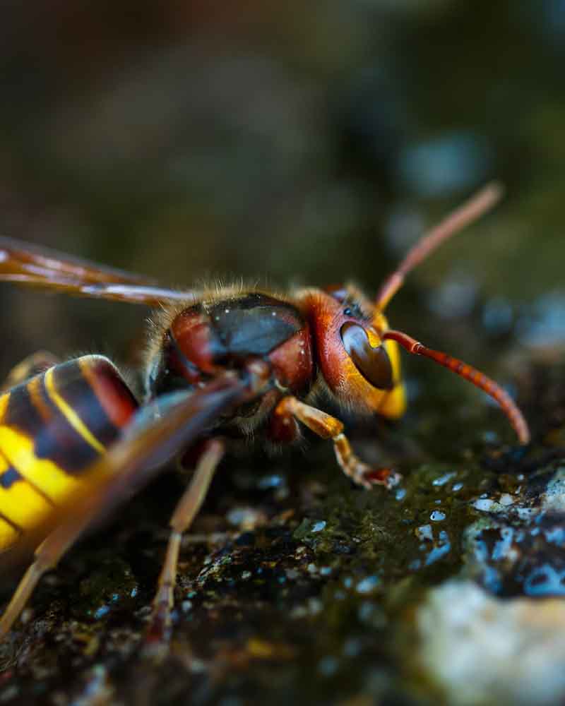 Vespe e calabroni