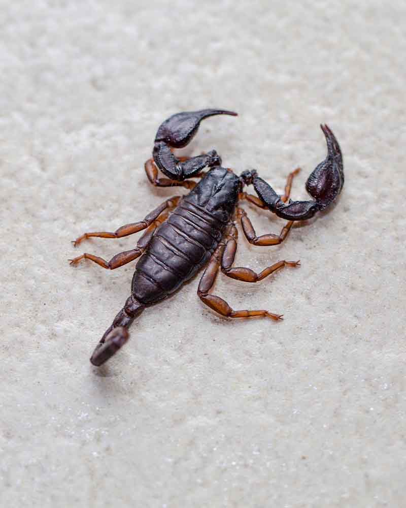 Scorpioni