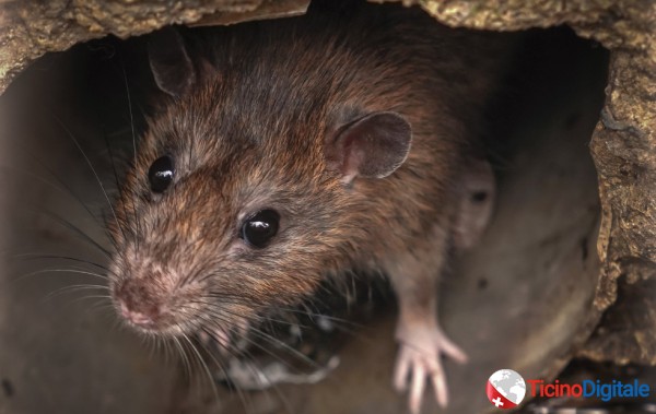Topi e ratti nel Ticino: una prospettiva su una presenza scomoda